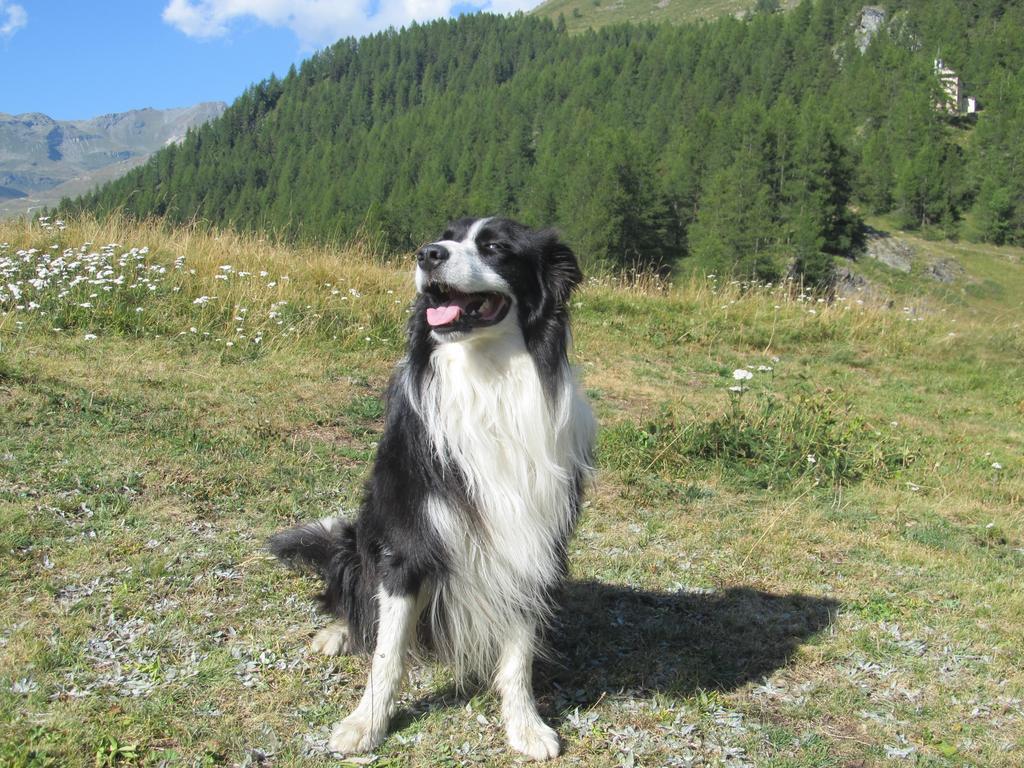 Miramonti Hotel Valtournenche Luaran gambar