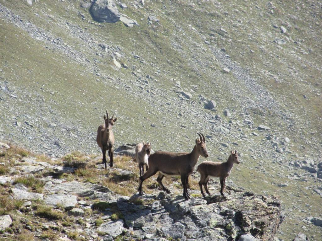 Miramonti Hotel Valtournenche Luaran gambar